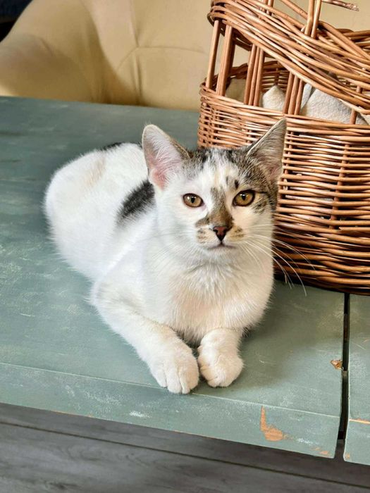 Popielek o wyjątkowym umaszczeniu szuka kochającego domu