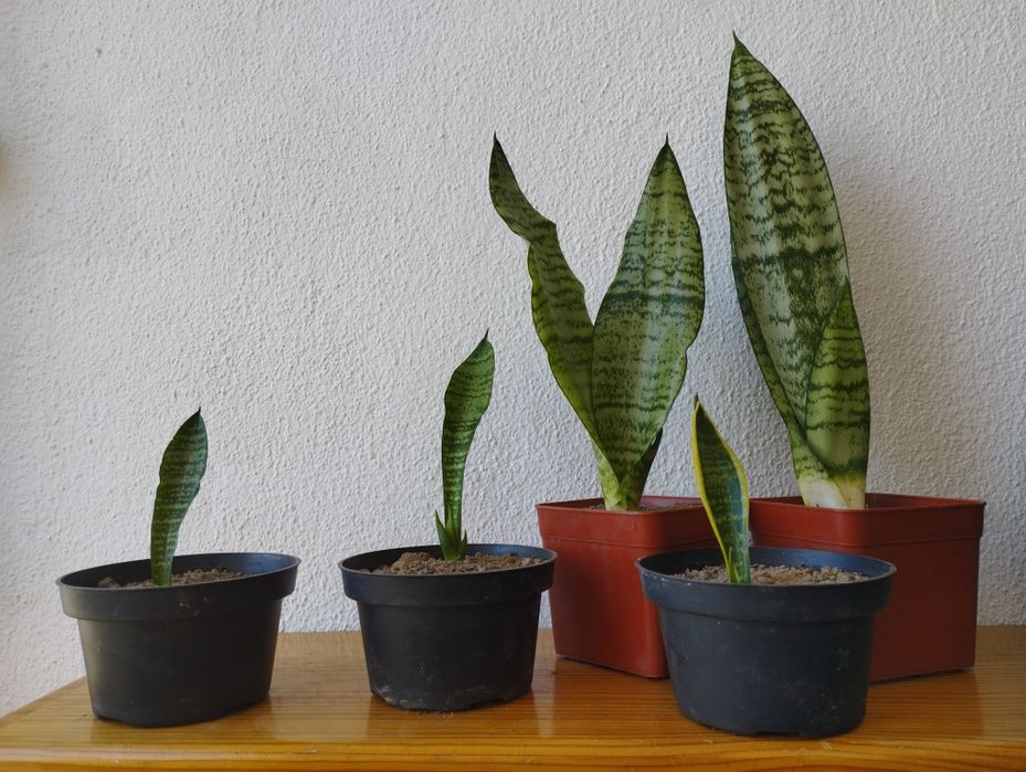 Espadas de São Jorge