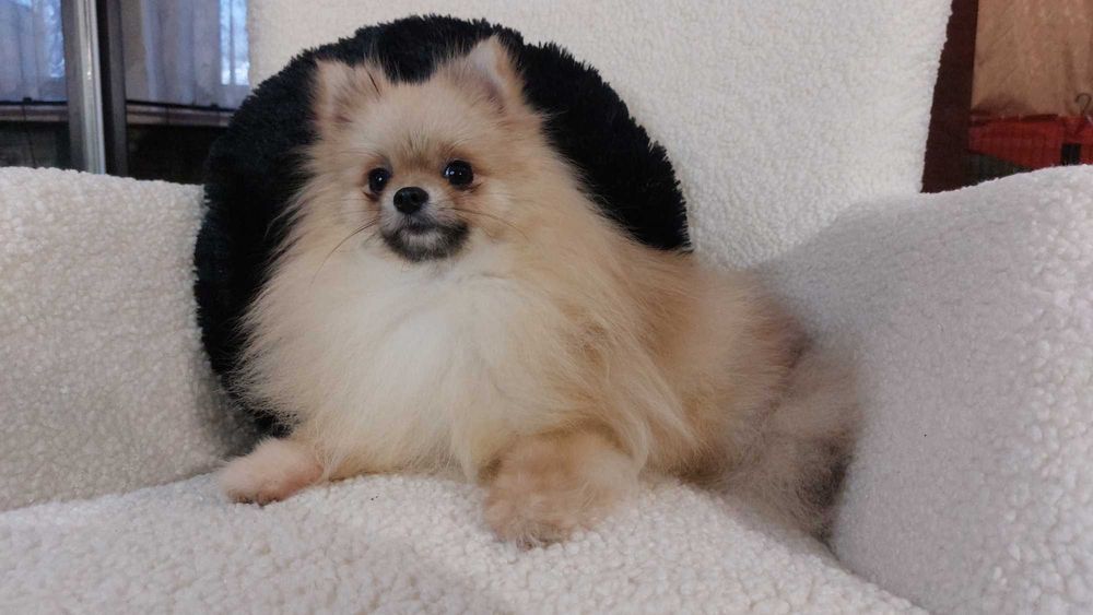 померанський шпіц хлопчик