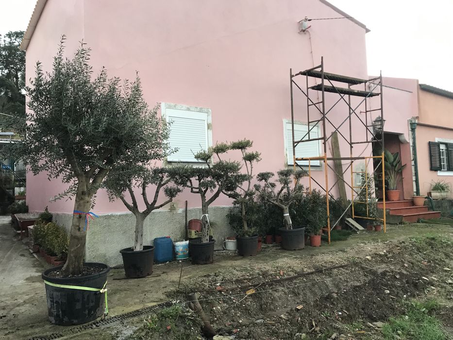 Oliveira centenária