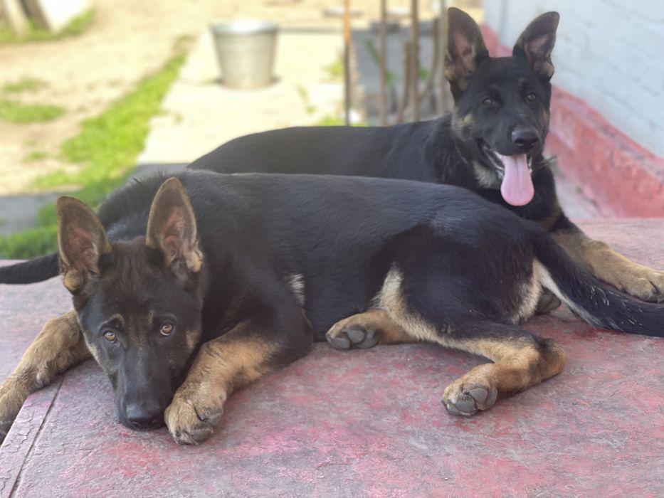 Німецька вівчарка цуценята дівчата КСУ п-к Голден Пак