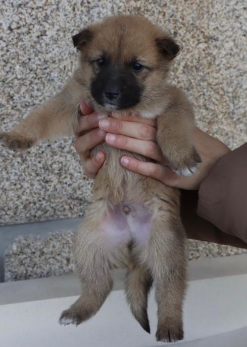 cães de porte grande bebés