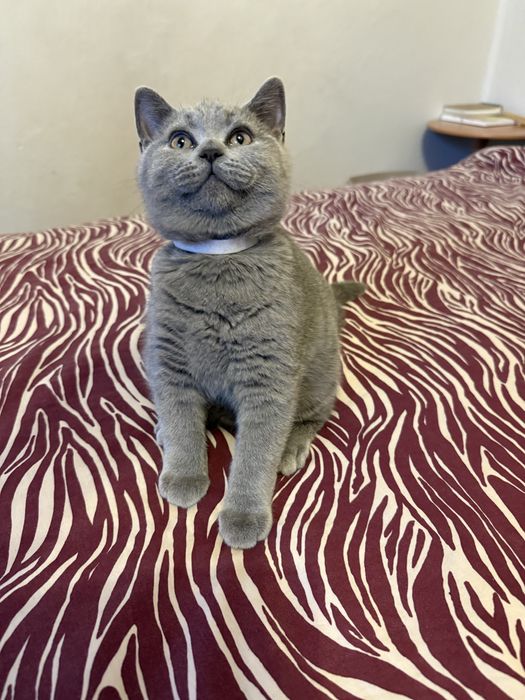 Kotek brytyjski krótkowłosy niebieski