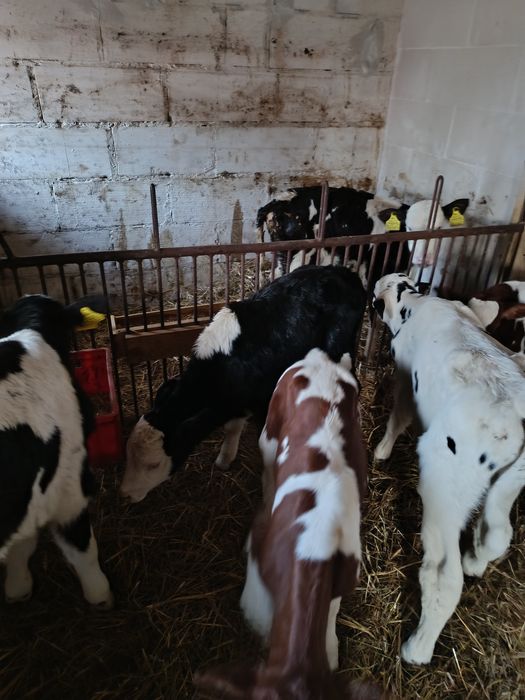 Witam sprzedam 7 byczków