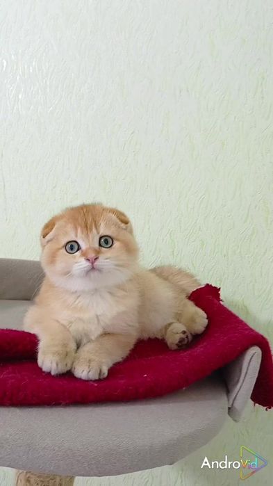 Необыкновенно ручной малыш золотая шиншилла