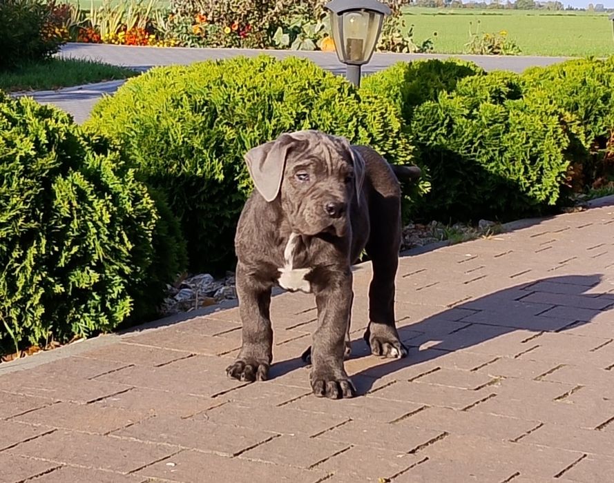Szczeniak Cane Corso