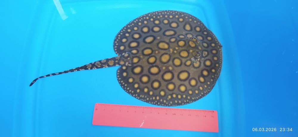 Скат пресноводный