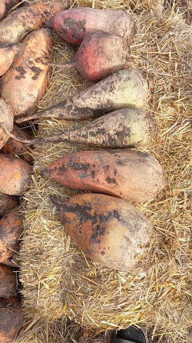 Кормовий Бурячок