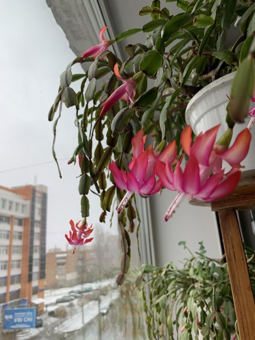 Декабрист, велика рослина