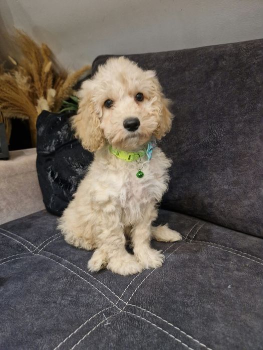 Piesek cockapoo f1b pies