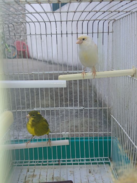 Ultimo casal de canarios 2025