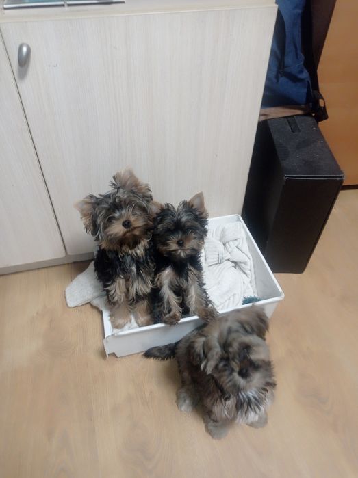 Йоркширский терьер, бебифейс, девочка, мини, Киев