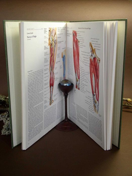 The Ciba Collection of Medical Illustrations V8 Musculoskeletal System