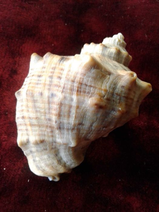 Ракушка черноморского рапана