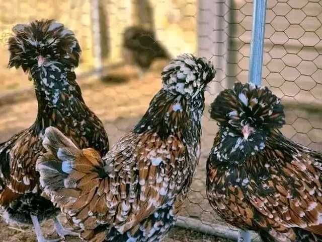 Яйце на інкубацію, курчата, Падуан: золото, фарфоровий.