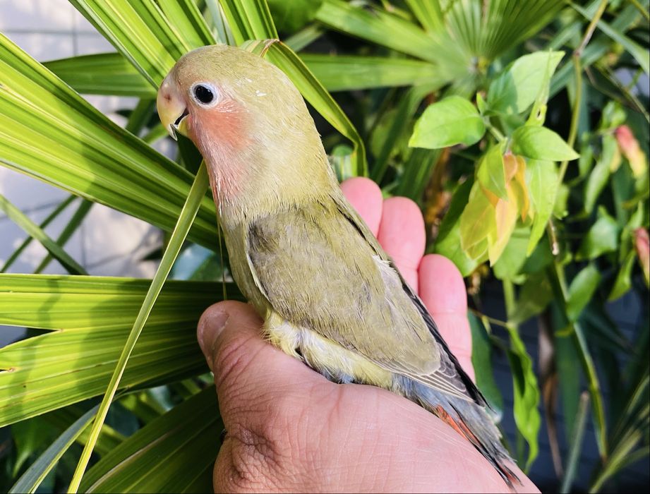 Agapornis domesticado