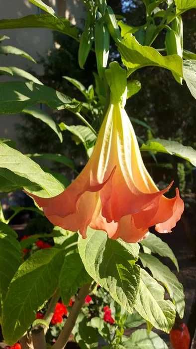 Datury - zdrowe sadzonki 2 letnie.