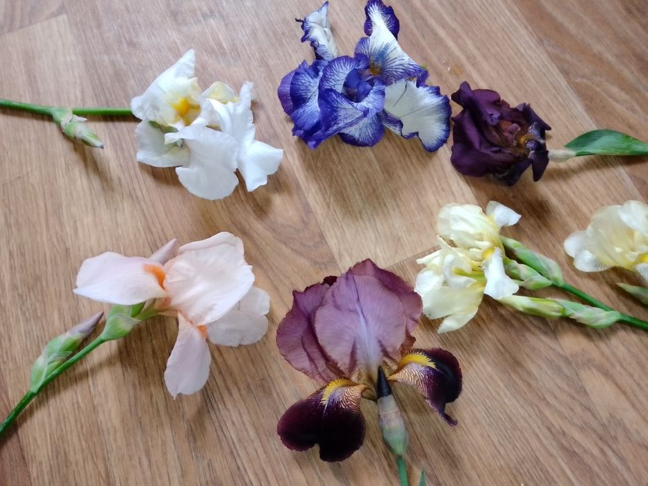 Саженцы ирисов (4 сорта)