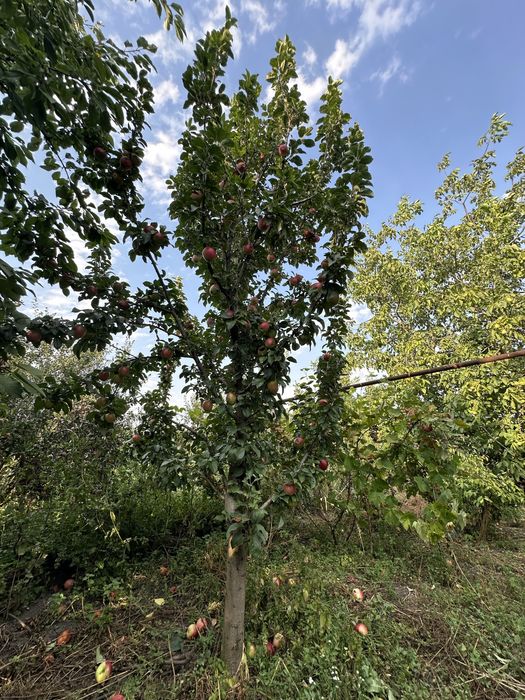 Продається дом в с.Ксаверівка, 48 соток землі, до Києва м.Теремки-40км