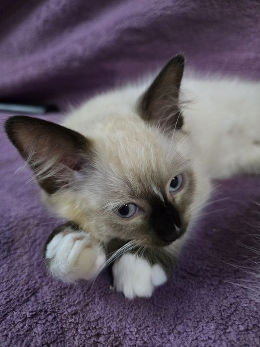 Ragdoll kotek kot