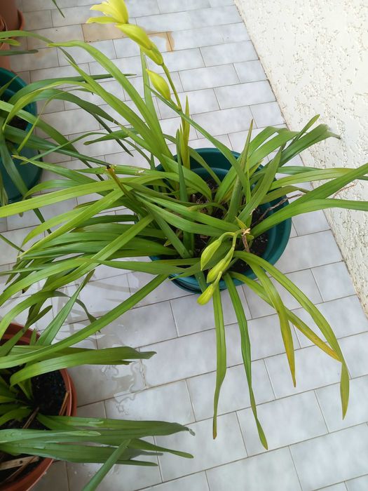 Vasos de Orquideas Amarelas Novas