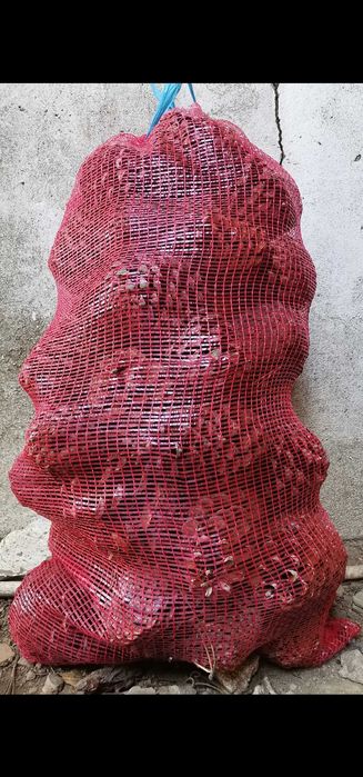 Sacos de pinhas (novas)