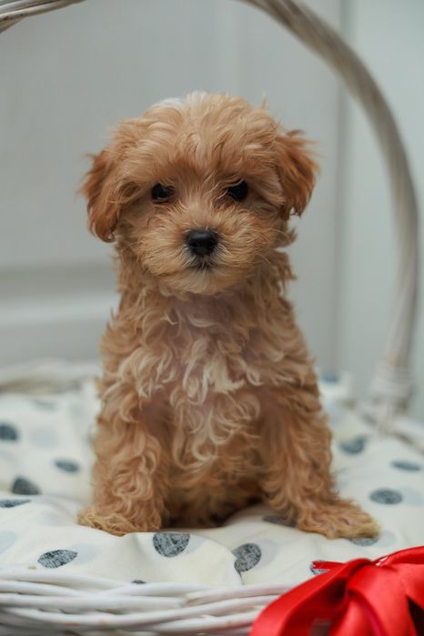 Мальтипу цуценятка!!