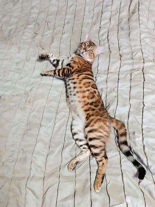 Бенгальський кіт. Вязка