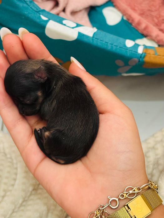 Cães para venda raça chiuaua