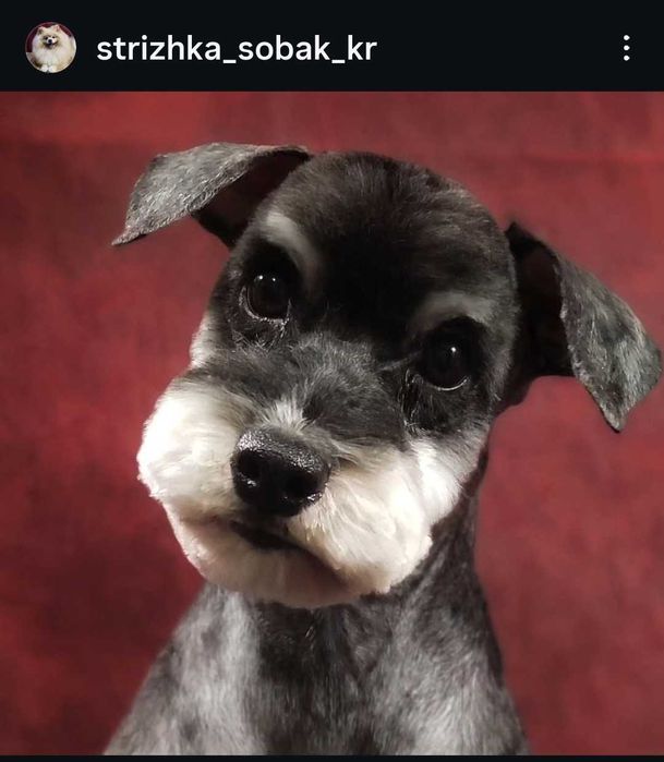 Грумер Кропивницький