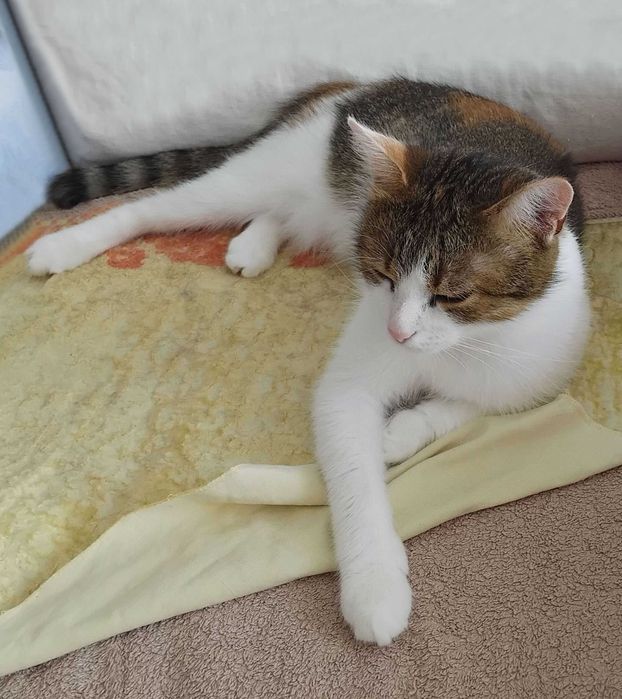 Красуня кішка з очима Мішель Мерсьє