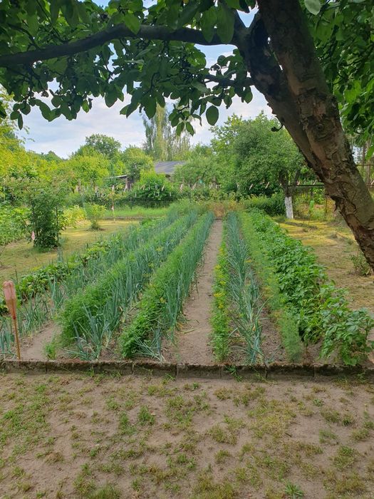 Dzialka ogrodowa z altanką ogrodzona Jedrzychow  600m2