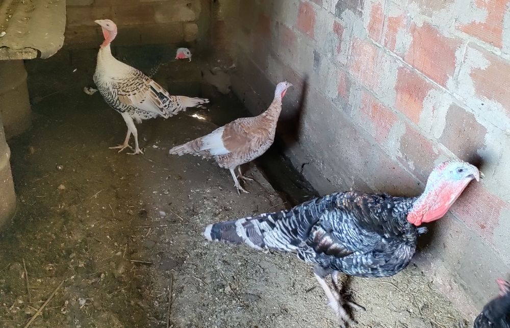 Perus e Peruas do Campo - Ler descrição