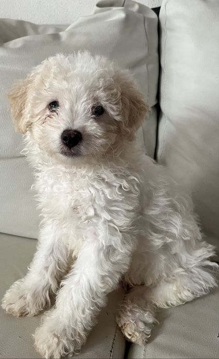 Poodle adocao  responsavel