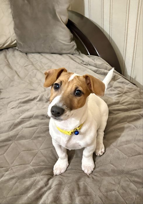 Цуценя Джек рассел красуня дівчинка!