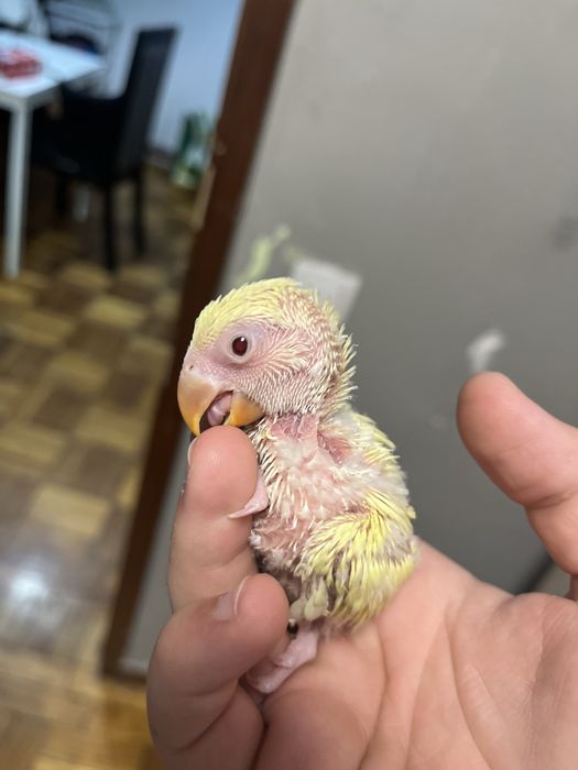 Agapornis roseicolis domesticados varias cores
