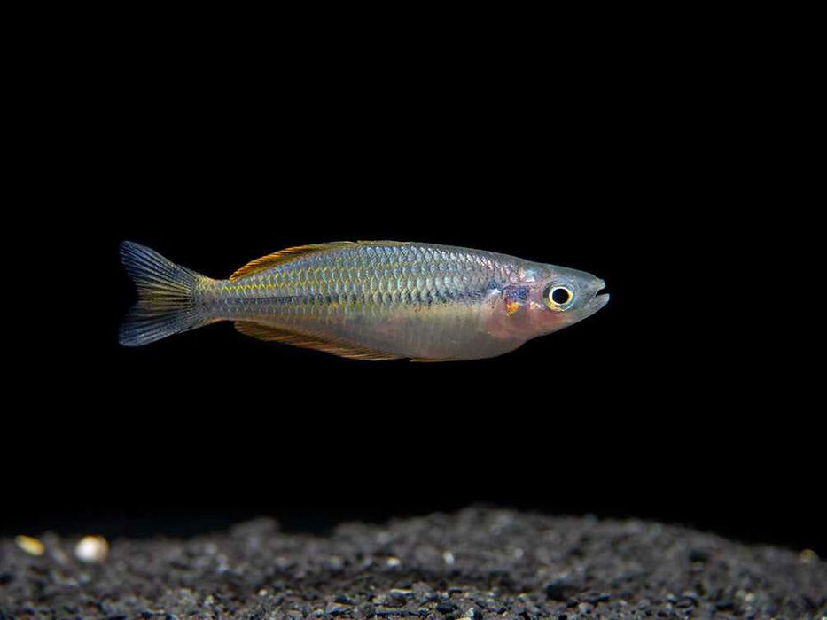 Tęczanka - Melanotaenia ajamaruensis - dowóz, wysyłka