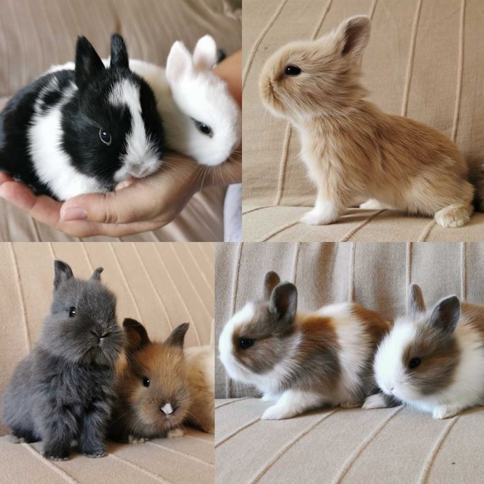 KIT Coelhos anões mini holandês e teddy lindíssimos