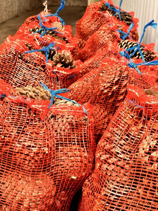 Pinhas para venda