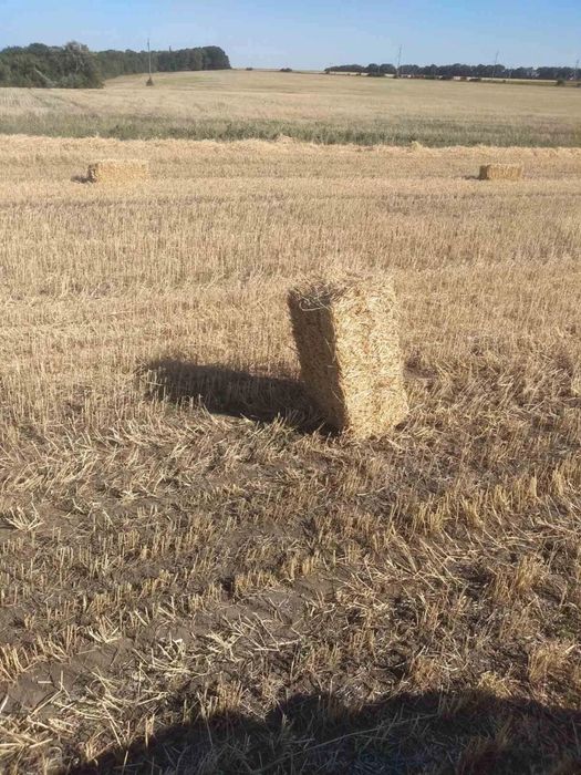 Солома в тюках 2025 року