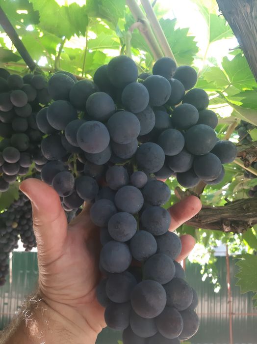 Продам столовий виноград 80 гр за килограм