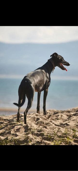 Whippet chart suczka