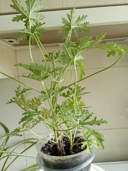 Герань лікувальна (духмяна)