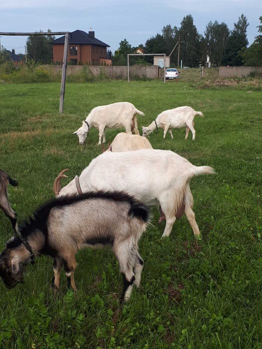Кози с.Рованці Волинська обл.