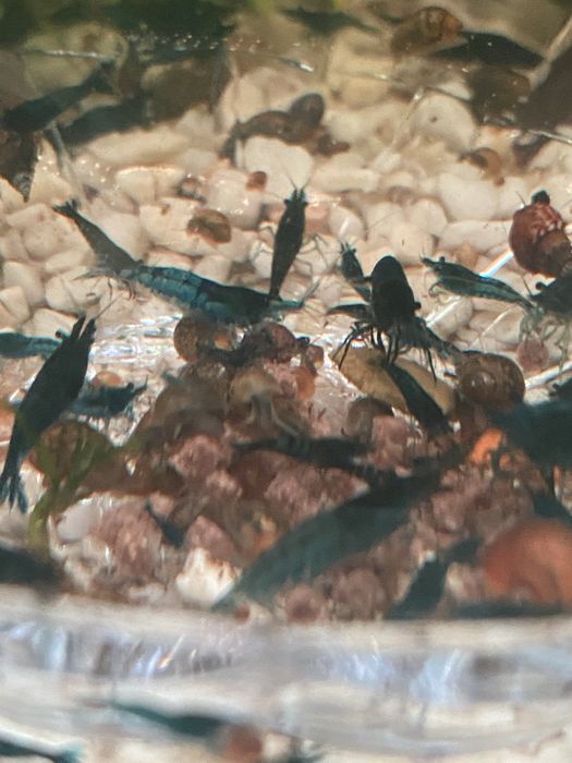 Блю дрим неокапдины