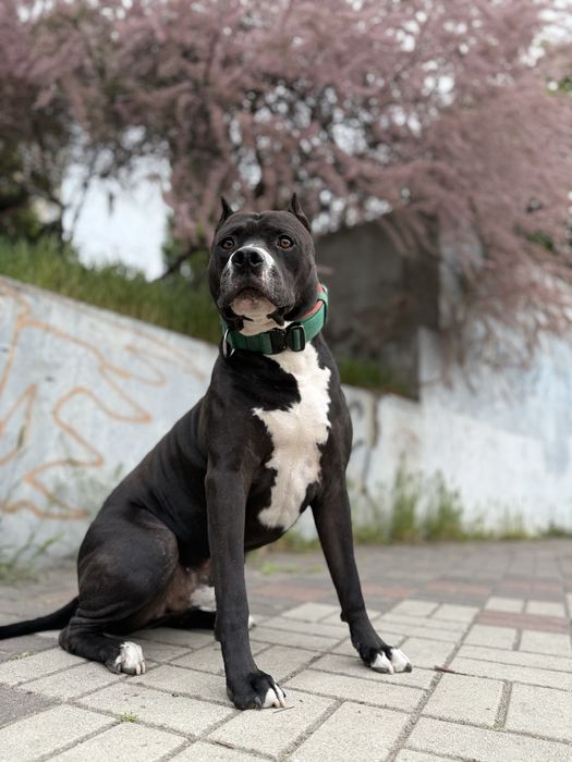 Імпозантний пітбультерʼєр для зʼйомок