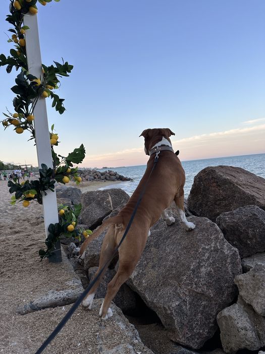 Американський стафф терʼєр