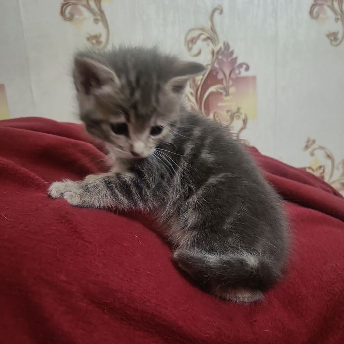 Кошеня шукає родину