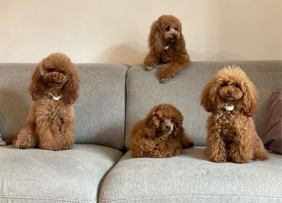 Продаж цуценят той пуделя