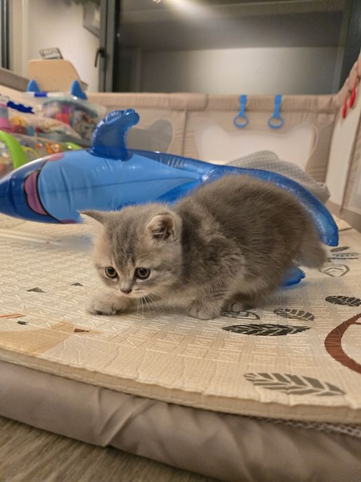 Gatinha Scottish Straight Silver Tabby